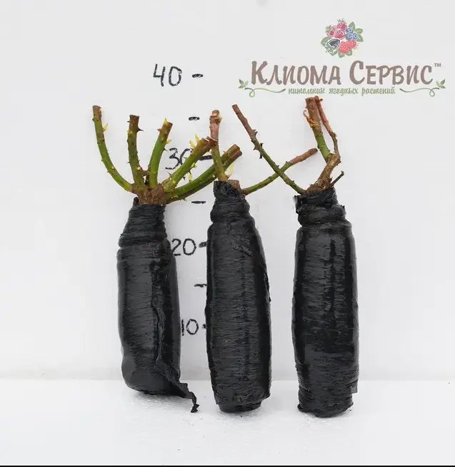 посадка роз своими руками и подбор саженцев роз