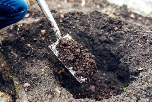 Подбор места для посадки роз осенью