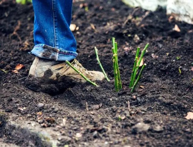 посадка роз осенью своими руками, фото инструкция