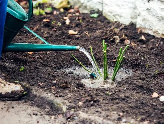Как выполнить посадку роз своими руками