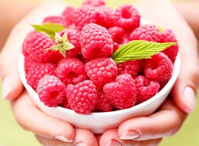 саджанці малини, купити саджанці малини, малина оптом, саджанці малини купити в Україні