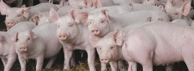 Свині кк бізнес в Україні і особливості Свині кк бізнес в Україні і особливості