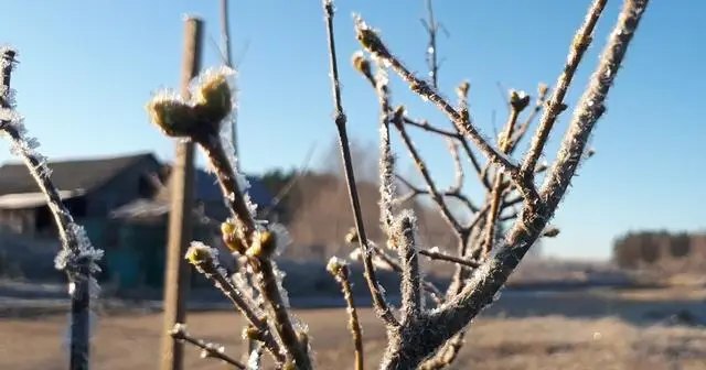 Як підготувати Ваш сад до зими без снігу і захистити рослини