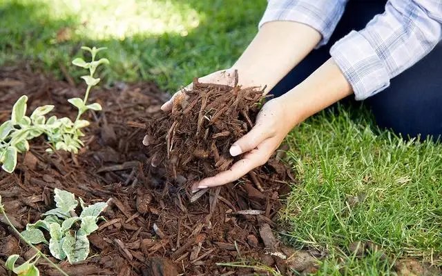 Мульчування рослин для захисту від морозу без снігу осені