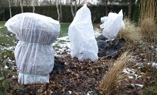 Укриття рослин на зиму своїми руками агроволокном