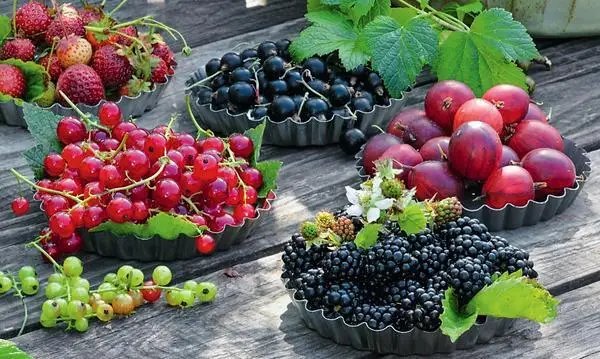 Коли починають плодоносити ягідні чагарники