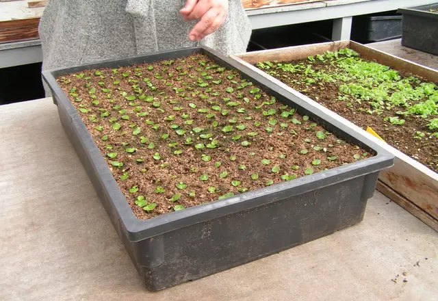 ящики для вирощування розсади, вирощування розсади в ящиках