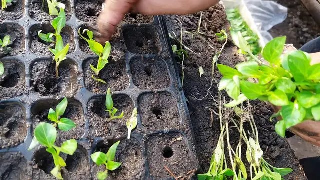 Касети для розсади, переваги касет для розсади, вирощування розсади в касетах