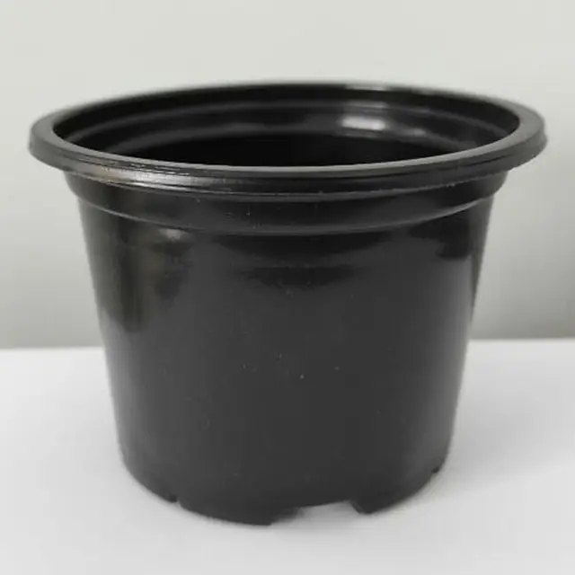 Стаканчики для розсади недорого, особливості вирощування розсади в стаканчиках