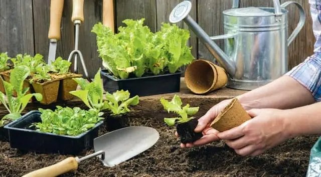 Торф'яні горщики для вирощування розсади