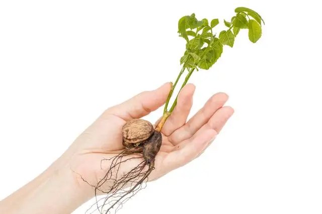 Як правильно посадити саджанці волоського горіха та його особливості Як правильно посадити саджанці волоського горіха та його особливості