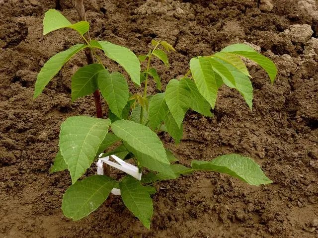 розмноження саджанців волоського горіха та детальн інструкція розмноження саджанців волоського горіха та детальн інструкція