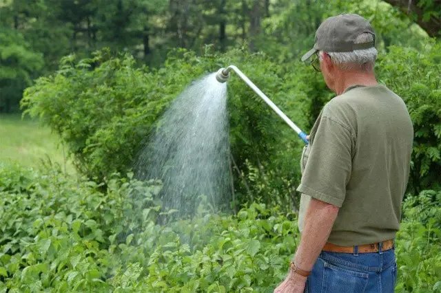 Обробка саджанців малини на участку гарячою водою та для чого це потрібно