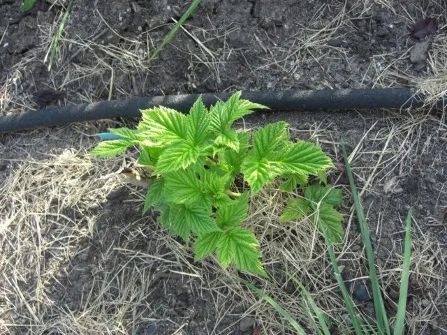 Як правильно організувати полив малини весною