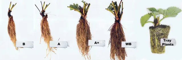 розсада полуниці, полуниця фріго, вирощування полуниці фріго в Україні, зберігання фріго полуниці, купити саджанці фріго