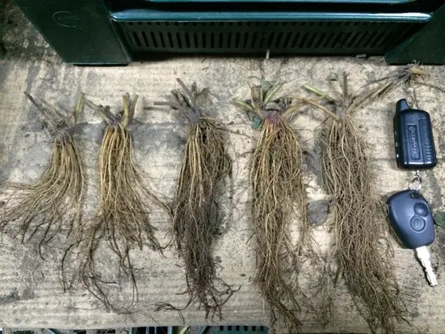 розсада полуниці, посадка полуниці, фріго, розсада полуниці фріго, купити фріго в Україні