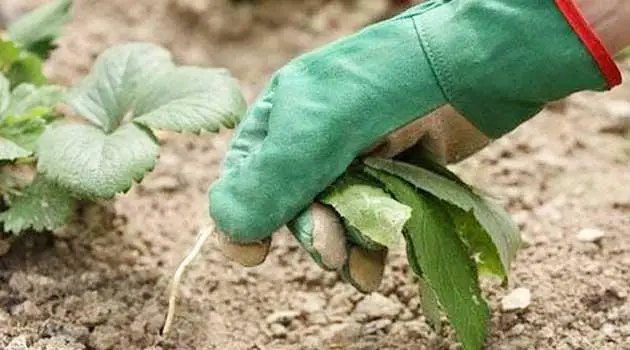 як вирощувати саджанці полуниці самостійно та поширені помилки у її вирощуванні