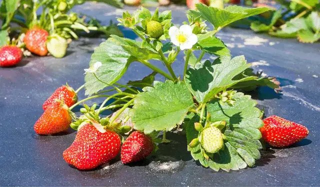 Помилки у вирощуванні полуниці