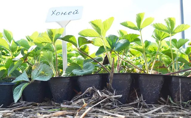 Саджанці полуниці та помилки у її вирощуванні