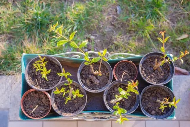 Як самостійно вирощувати саджанці гранату