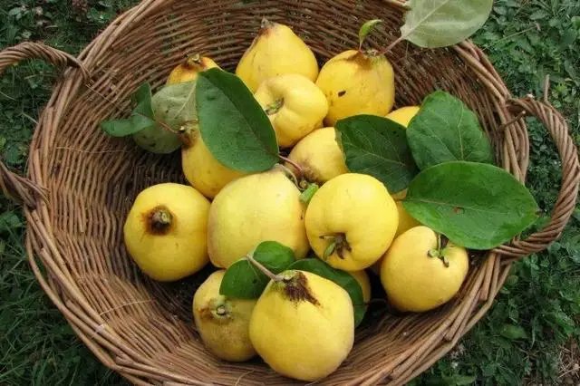 Терміни збору урожаю айви в Украиїні. Як дізнатись, що плоди айви уже стиглі? зібр урожаю айви, коли збирати айву, збір врожаю айви