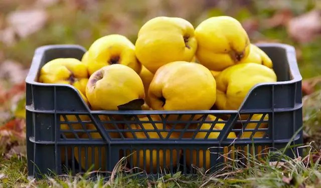 Терміни збору урожаю айви в Украиїні. Як дізнатись, що плоди айви уже стиглі? коли збирати айву, урожай айви, почати збирати айву, збір айви у саду, як дізнатись коли почати збирати айву