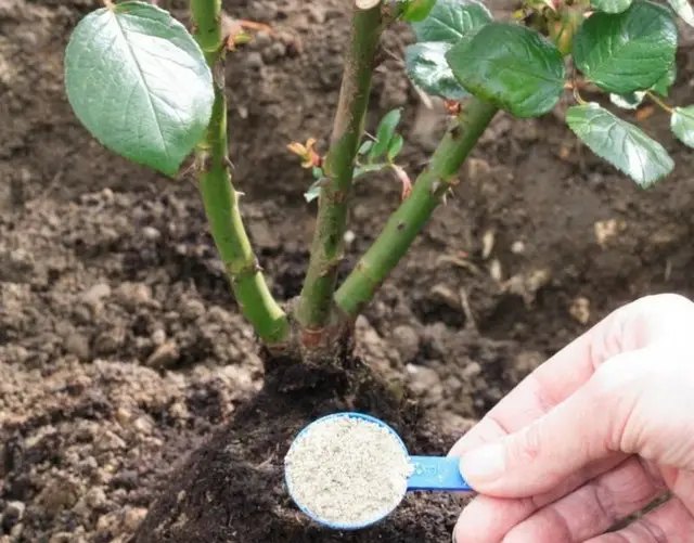 Кісткове борошно для підживлення садових та кімнатних квітів