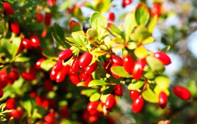 особливості посадки та вирощування кизилу своїми руками