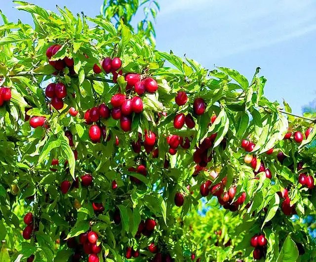 Вирощування Кизилу своїми руками. Як правильно посадити кизил своїми руками