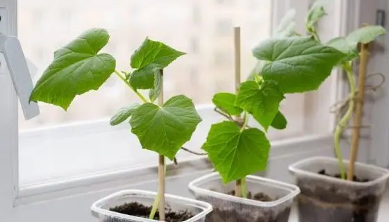 Вирощування огірків на підвіконні, огірки на підвіконні, як виростити огірки на підвіконні, кімнатні огірки, огірки на підвіконні зимою, кімнатні огірки на підвіконні, вирощування огірків, вирощування огірків на підвіконні, кімнатні огірки сорти, які огірки можна виростити на підвіконні, вирощування огірків в домашніх умовах