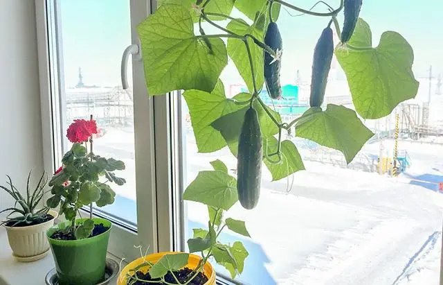 огірки на підвіконні, як виростити огірки на підвіконні, кімнатні огірки, огірки на підвіконні зимою, кімнатні огірки на підвіконні, вирощування огірків, вирощування огірків на підвіконні, кімнатні огірки сорти, які огірки можна виростити на підвіконні, вирощування огірків в домашніх умовах