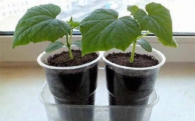 огірки на підвіконні, як виростити огірки на підвіконні, кімнатні огірки, огірки на підвіконні зимою, кімнатні огірки на підвіконні, вирощування огірків, вирощування огірків на підвіконні, кімнатні огірки сорти, які огірки можна виростити на підвіконні, вирощування огірків в домашніх умовах