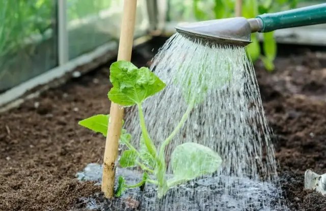 огірки на підвіконні, як виростити огірки на підвіконні, кімнатні огірки, огірки на підвіконні зимою, кімнатні огірки на підвіконні, вирощування огірків, вирощування огірків на підвіконні, кімнатні огірки сорти, які огірки можна виростити на підвіконні, вирощування огірків в домашніх умовах