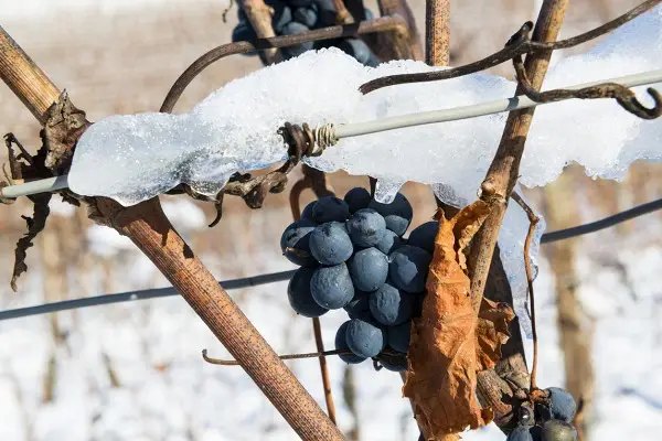 Догляд за виноградом зимою та особливості. Як правильно доглядати за виноградом зимою
