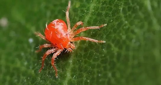 Павутинний кліщ на Трояндах, як боротись