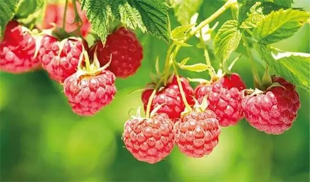 Програма живлення малини добривами від Yara , що та коли потрібно вносити? вирощування малини, схема живлення малини