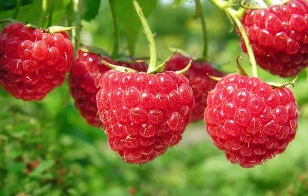 Програма живлення малини добривами від Yara , що та коли потрібно вносити? вирощування малини, добрива для малини, схема живлення малини