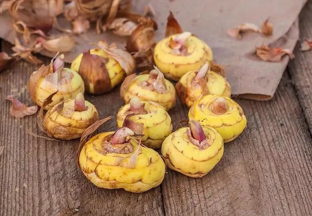 Что делать с луковицами и клубнями?