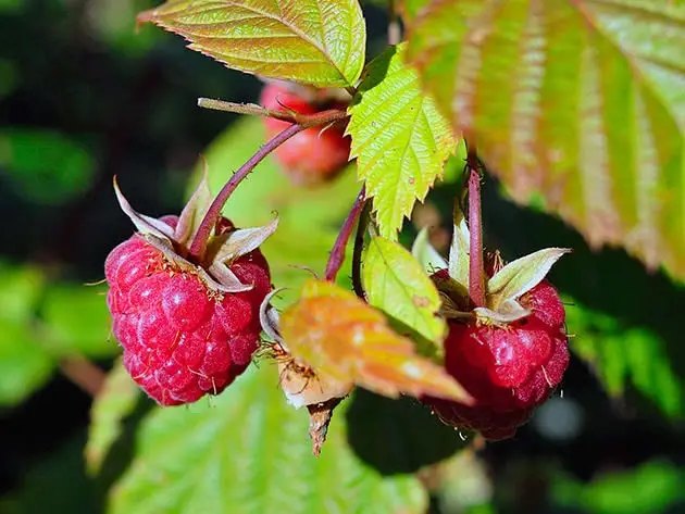 пересадка малини весною, як правильно виконати пересадку малини, малина саджанці