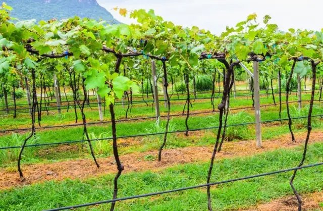 Коли потрібно відкрити виноград весною