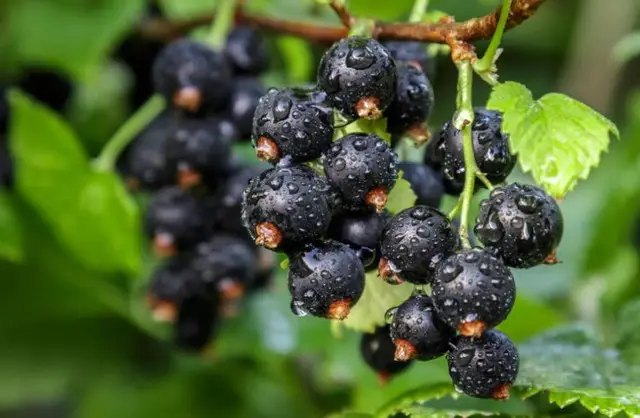 Как ухаживать за кустами смородины в марте