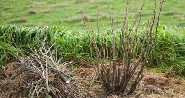 Обрезка смородины: как сделать ее правильно?