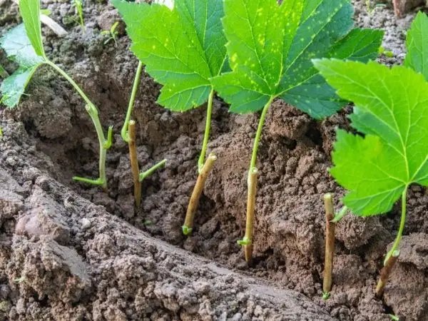 Нужно ли удобрять черную смородину весной?