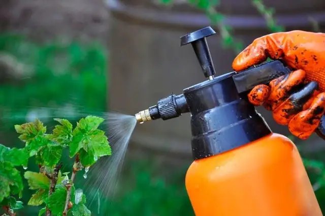 Обработка кустов от болезней и вредителей