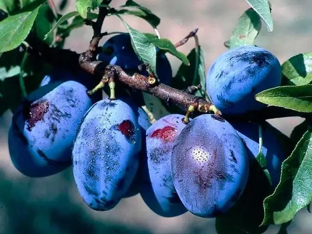 Препарати для захисту плодового саду в Україні. Чим обробити дерева у саду