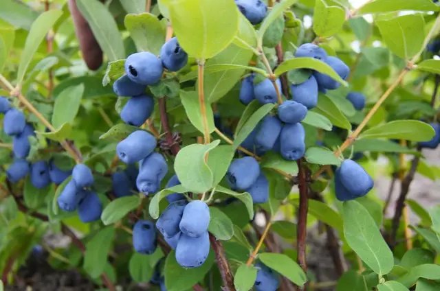 особенности весенней посадки жимолости в саду