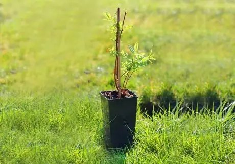 Посадка жимолости съедобной своими руками в саду как посадить саженцы жимолости съедобной в саду