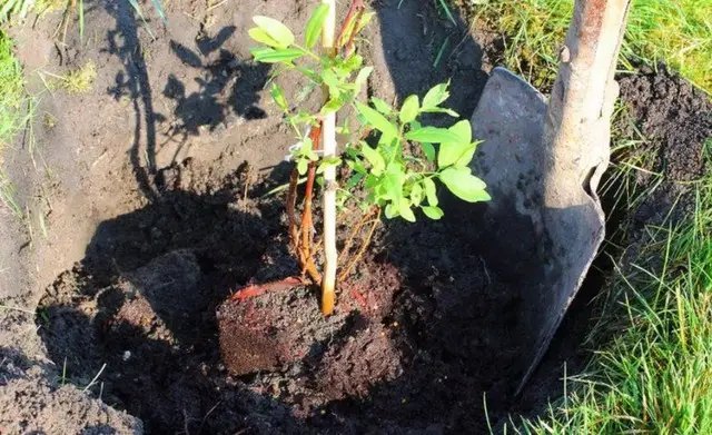 посадка жимолости, как посадить жимолость, посадка жимолости съедобной