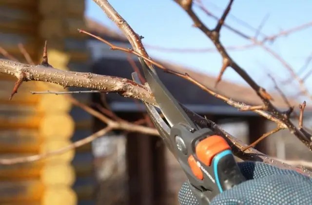 Когда нужно выполнить обрезку плодовых деревьев в саду Когда нужно выполнить обрезку плодовых деревьев в саду