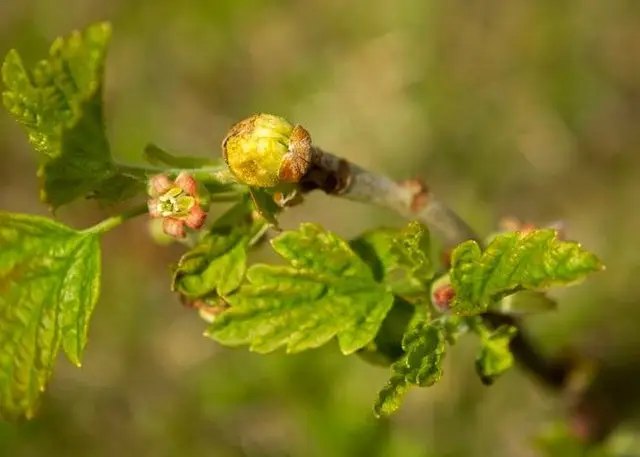 Почечный клещ на смородине: как с ним бороться? Почечный клещ на смородине: как с ним бороться?